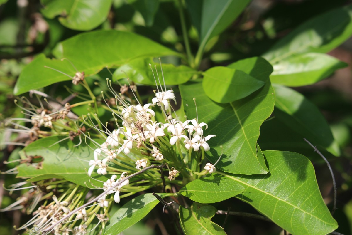 Pavetta indica L.